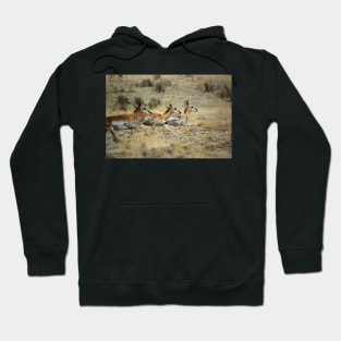 Antelope Wild and Free ~ Sierra Co, New Mexico Hoodie